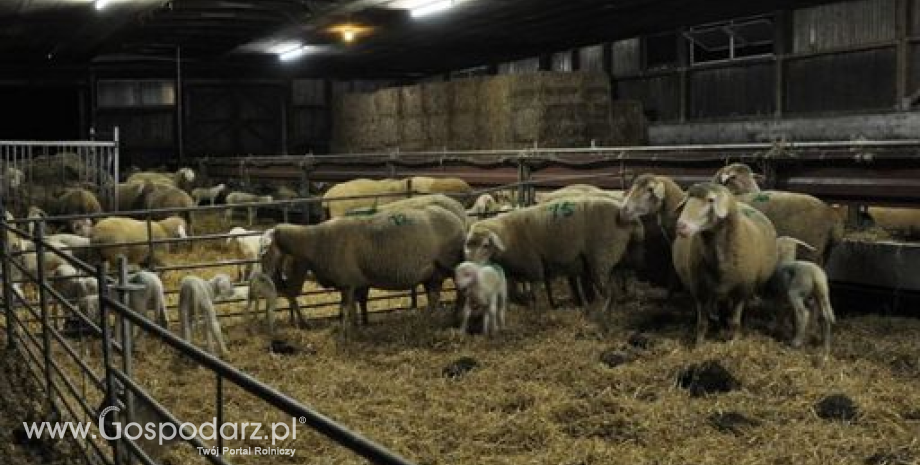 Trwa spadek cen jagniąt i owiec ciężkich w UE