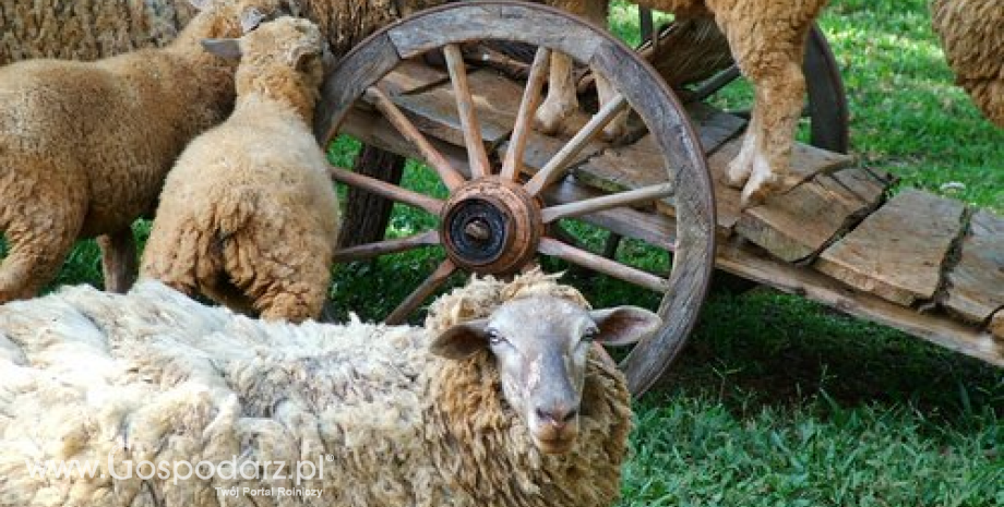 Owce i kozy pomogą w ochronie siedlisk na Ponidziu