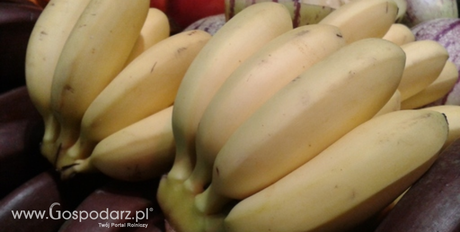 Wysoka podaż bananów przekłada się na obniżkę cen