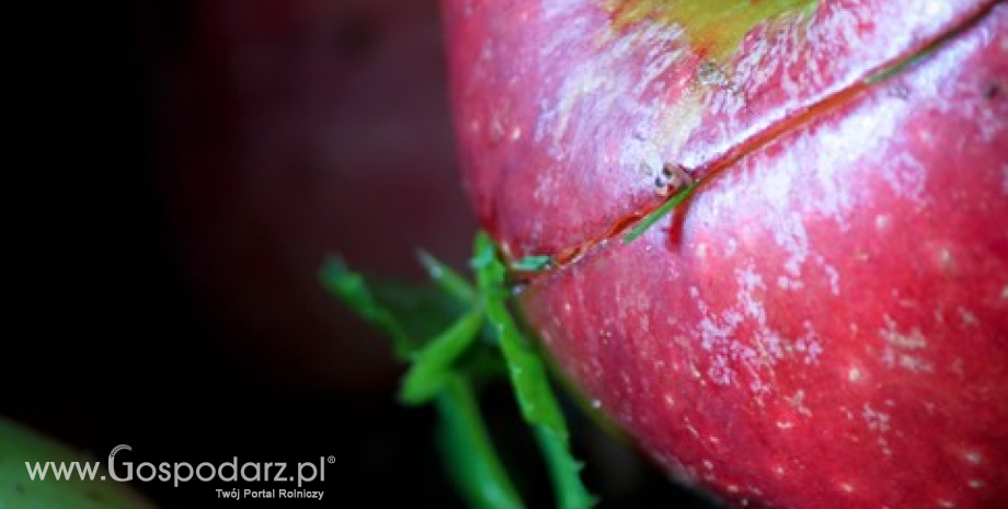 Niższe ceny jabłek i gruszek w Polsce (30.12.2014-13.01.2015)