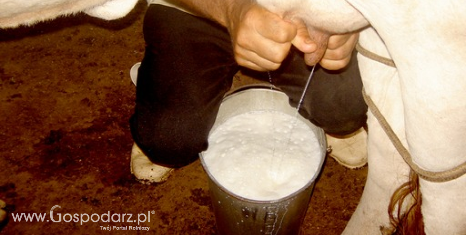 W ostatniej dekadzie produkcja mleka systematycznie rosła. W 2014 r. wyniosła 572 mln ton