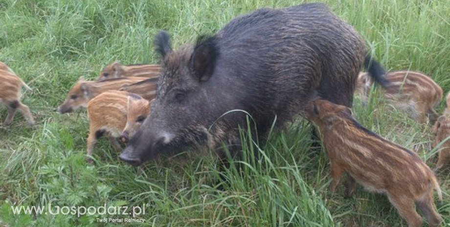 Siedemnasty przypadek afrykańskiego pomoru świń w Polsce