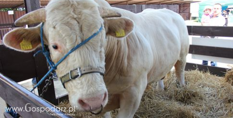 Superczempion i czempiony bydła mięsnego XXI Regionalnej Wystawy Zwierząt Hodowlanych w Szepietowie