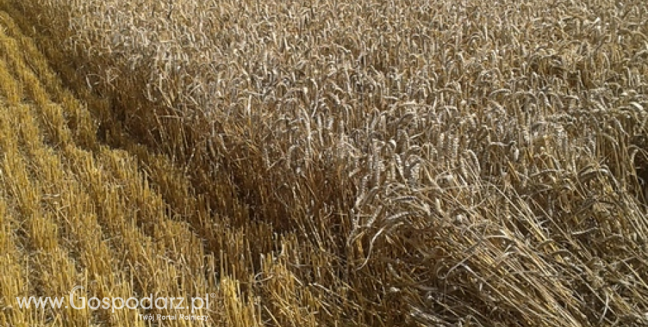 Druga połowa sezonu będzie trudna dla francuskiego rynku pszenicy
