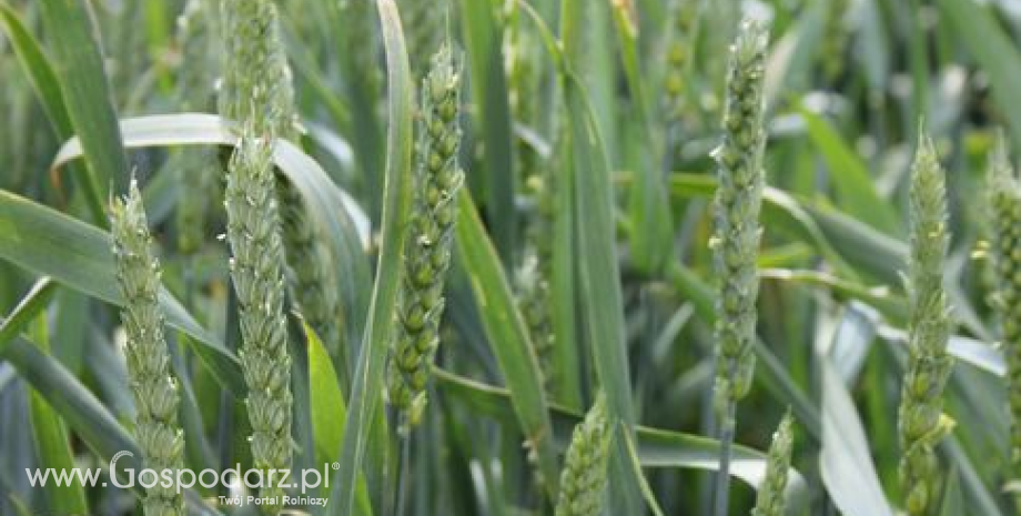Pozataryfowy import zbóż z Ukrainy