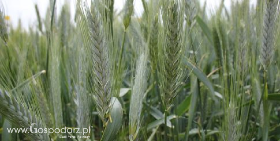 Prognoza produkcji zbóż w Unii Europejskiej
