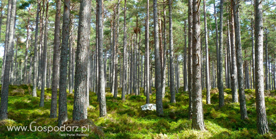 Wsparcie na inwestycje leśne lub zadrzewieniowe – nabór startuje 1 czerwca