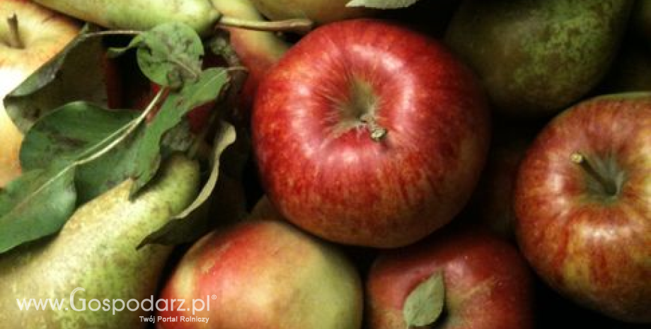 Tegoroczne zbiory unijnych jabłek i gruszek