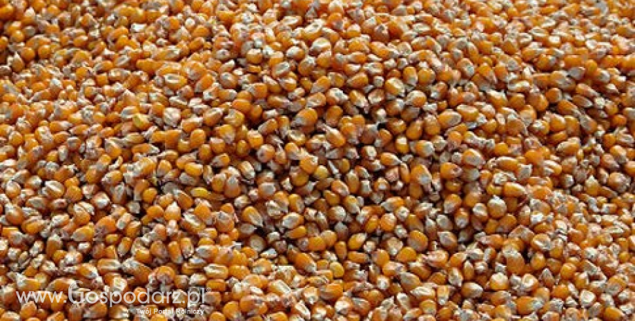 Wzrost prognoz zbiorów kukurydzy na świecie