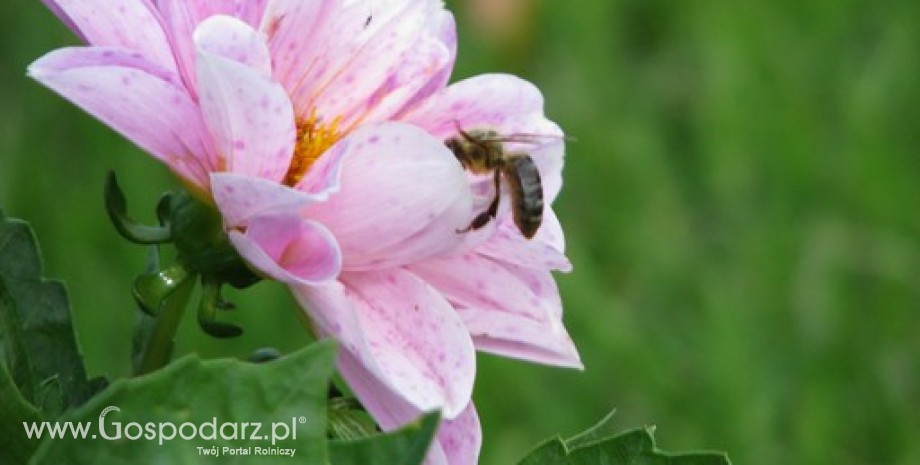 Wyginięcie pszczół oznaczałoby drastyczny spadek produkcji żywności
