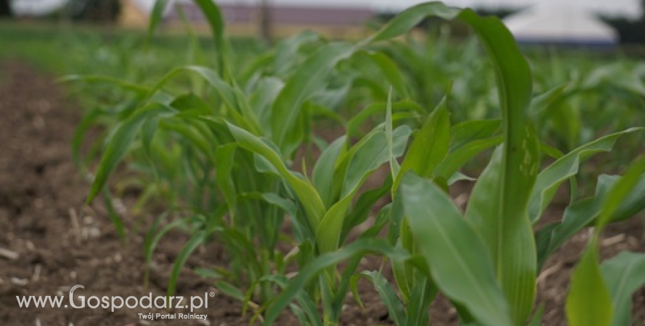 Zagrożenie wystąpienia suszy rolniczej na 9,5% gruntów ornych w Polsce (11.04-10.06.2015)