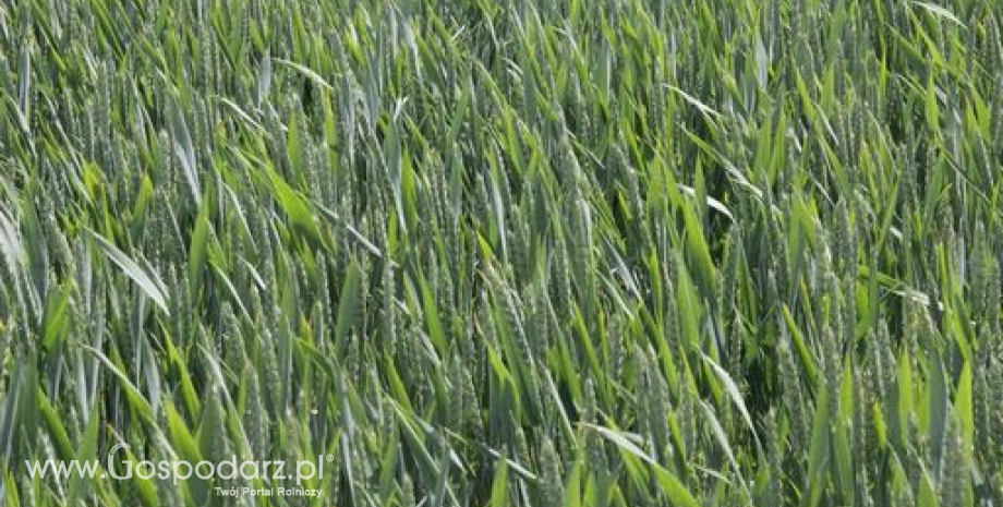 Notowania zbóż i oleistych. Rzepak i pszenica straciły lekko na wartości (24.11.2016)
