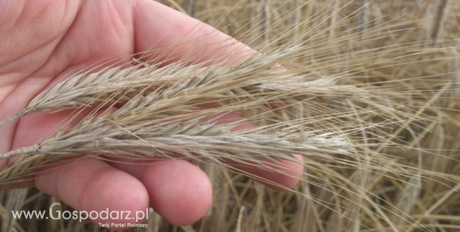 Sprzedaż materiału siewnego zbóż wzrosła do 174 tys. ton