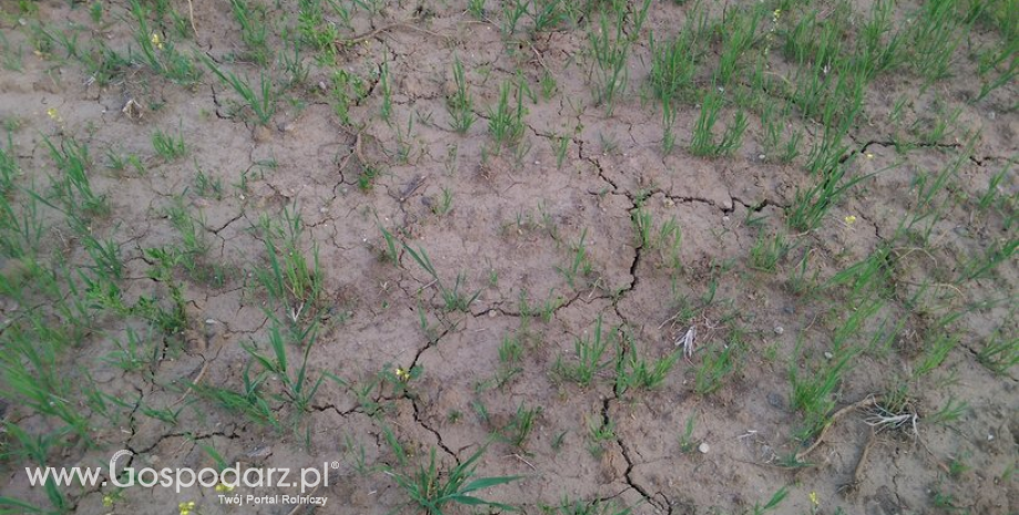 Rolnicy, którzy ponieśli straty w wyniku klęsk żywiołowych mogą składać w ARiMR wnioski o pomoc od 4 września