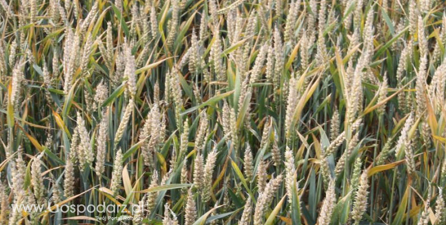 KE oczekuje, że tegoroczne zbiory pszenicy obniżą się o 4% - r/r