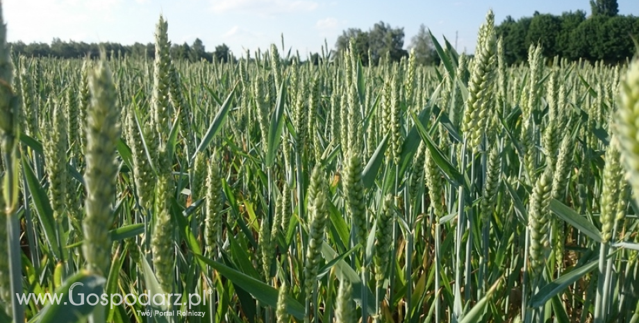 Spadek światowych zbiorów zbóż
