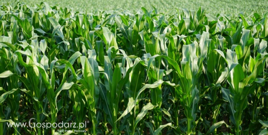 Poznaj najlepiej plonujące odmiany kukurydzy w 2016 r.