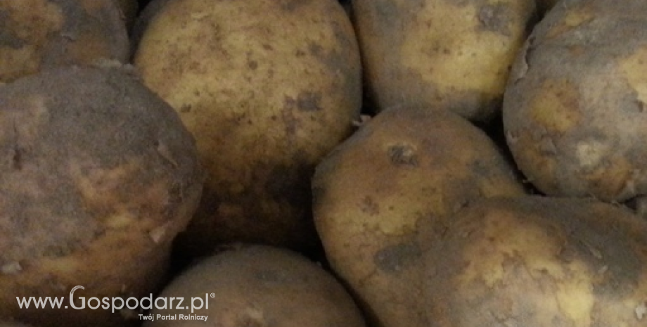 Produkcja ziemniaków niższa o 4 mln ton