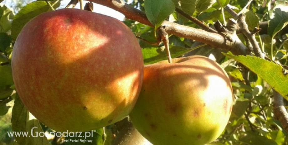 Eksport jabłek z Polski spadł o ponad 25%