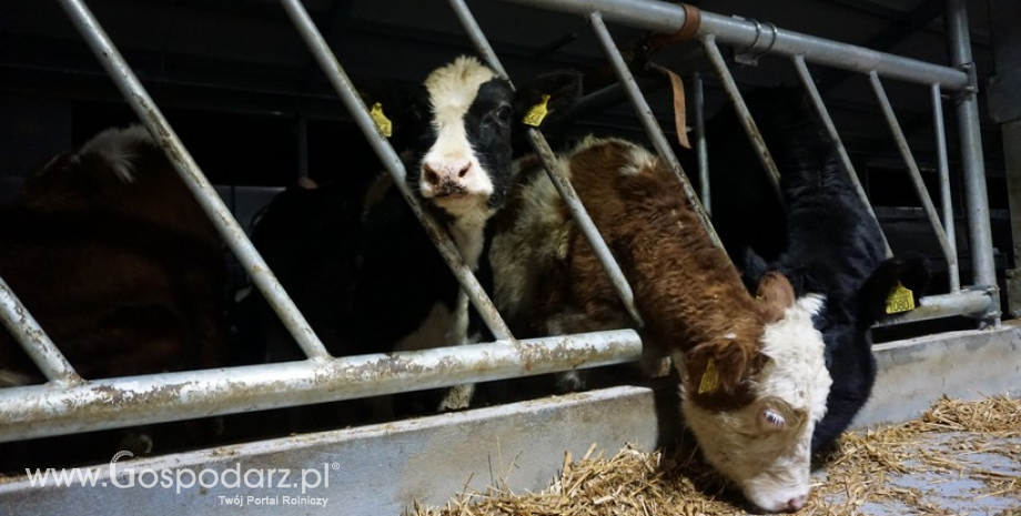 Węgry: Pogłowie bydła najwyższe od 6 lat