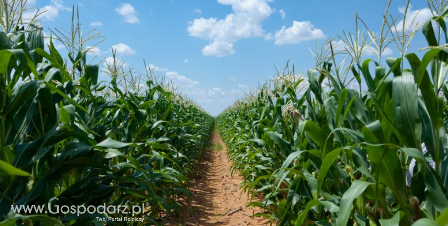 Kondycja amerykańskiej kukurydzy, w mniejszym stopniu soi, poprawiła się w ostatnim tygodniu