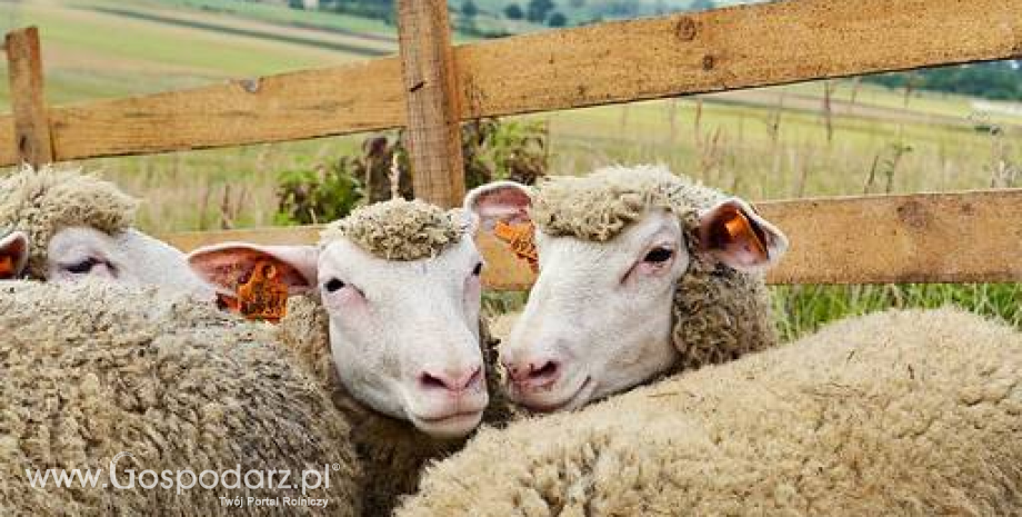 Kontynuacja spadkowej tendencji cen owiec i jagniąt
