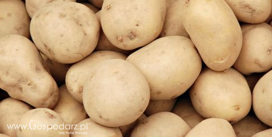 Obszar upraw ziemniaków wzrósł o 30 tys. ha. Pomogły dopłaty