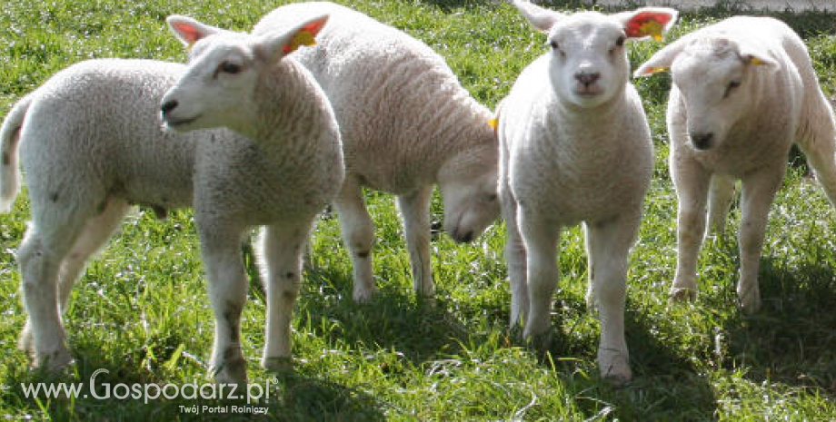 Będzie można składać wnioski o udzielenie pomocy w formie refundacji kosztów zakupu owiec lub jagniąt