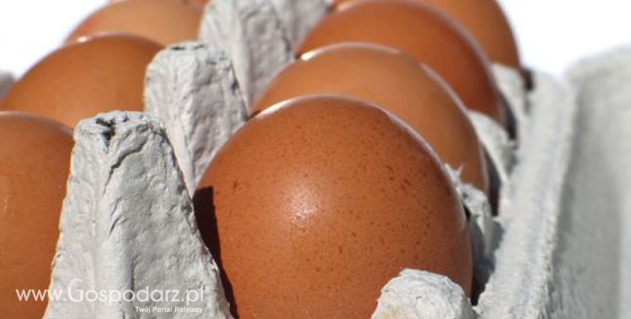 Gospodarze we Francji protestują przeciwko niskim cenom jaj