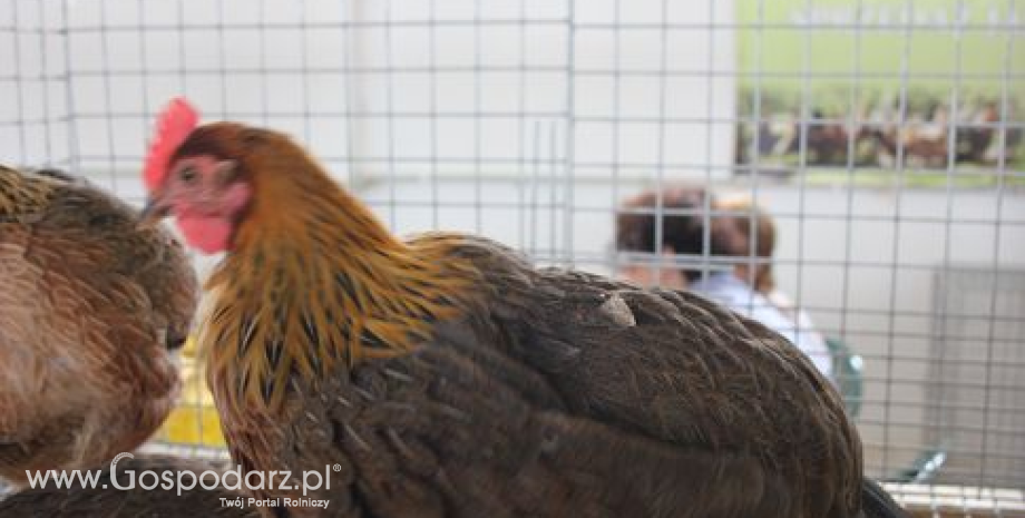 FAO ostrzega. Nowy szczep wirusa ptasiej grypy