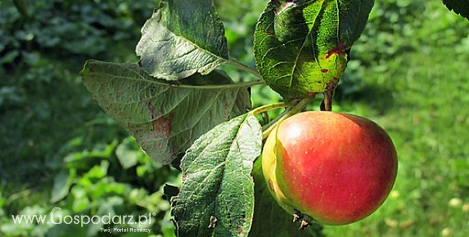 Zbiory jabłek spadły do 3,15 mln ton. Niższe były również zbiory innych owoców