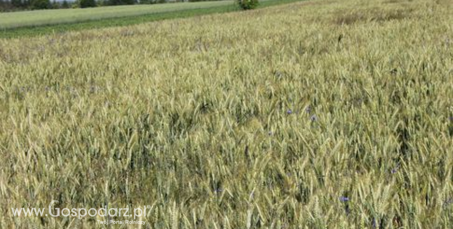 Notowania zbóż. Matfi - pszenica powyżej 200 eur/t (18.12.2014)