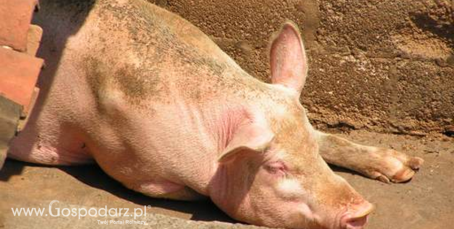18 ognisko afrykańskiego pomoru świń (ASF) u świń w 2023 roku