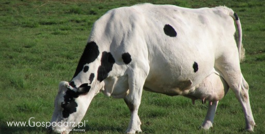 Znamy listę osób, które mogą ograniczyć produkcję mleka w II okresie