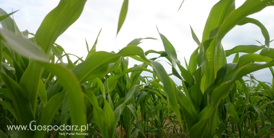 USDA ponownie obniża prognozy produkcji kukurydzy w USA i UE