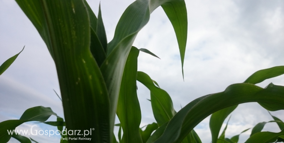 Uprawa nowych zarejestrowanych odmian kukurydzy