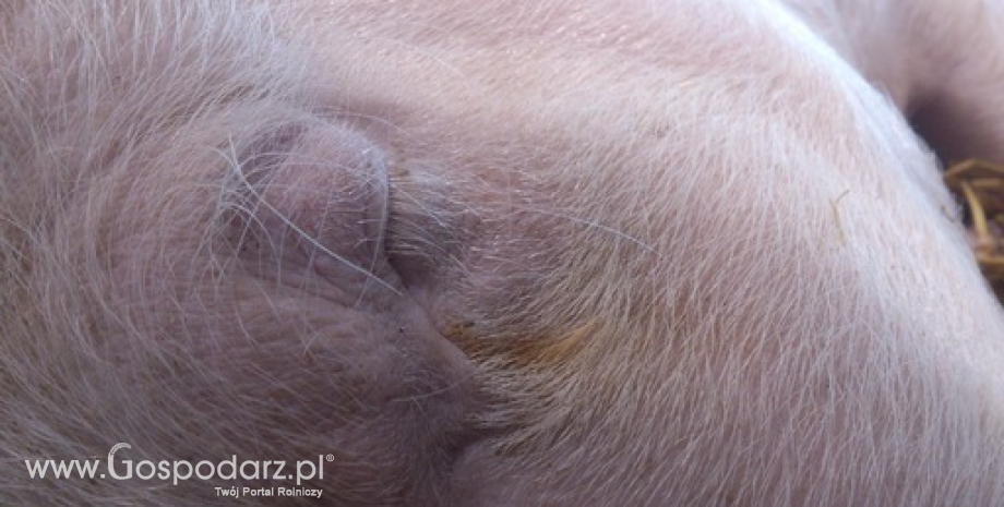 Trzynasty przypadek ASF u świń w Polsce