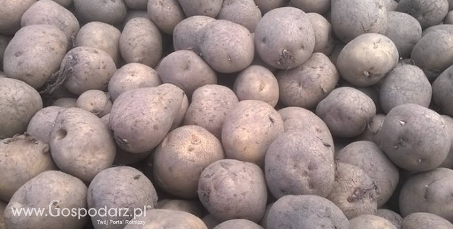 Mniejsze zbiory ziemniaków u czołowych producentów