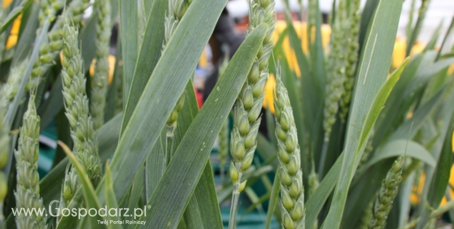 Sytuacja na rynku zbóż w Wielkopolsce (26.06.2013)