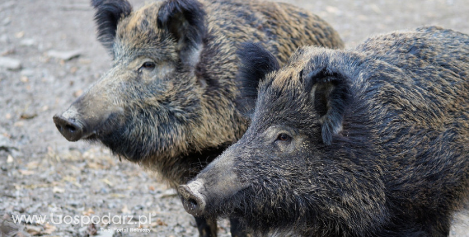 Przypadki afrykańskiego pomoru świń (ASF) u dzików na terytorium Polski - skażony obszar