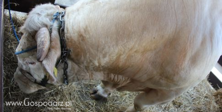 Pogłowie bydła i produkcja żywca wołowego w Polsce