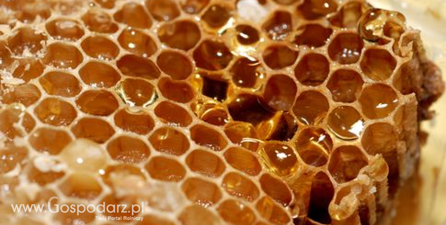 Wsparcie finansowe UE dla pszczelarzy skuteczne