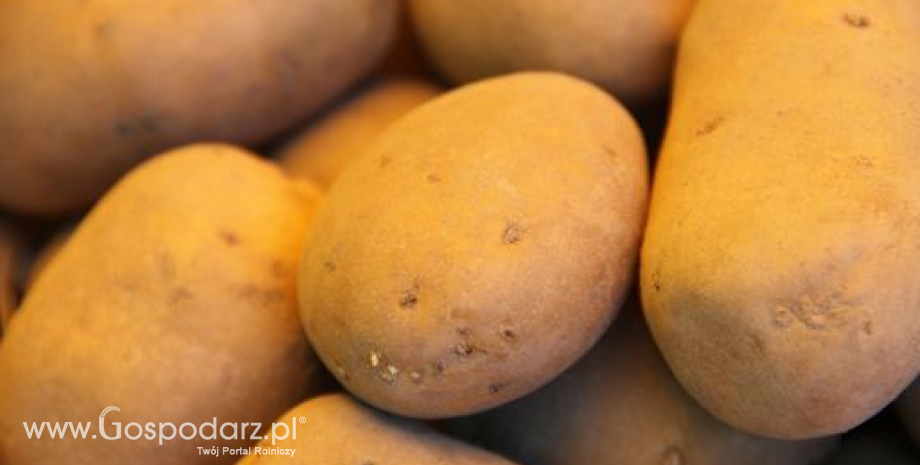 KRIR: Kwalifikowane sadzeniaki ziemniaków uwolnią producentów od dodatkowych procedur fitosanitarnych przy eksporcie