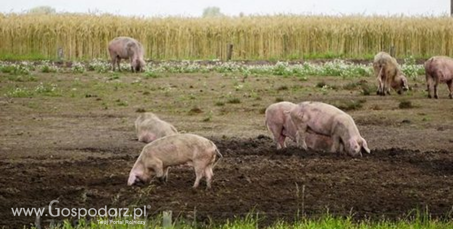 Rynek mięsa w Polsce (8.01.2017)