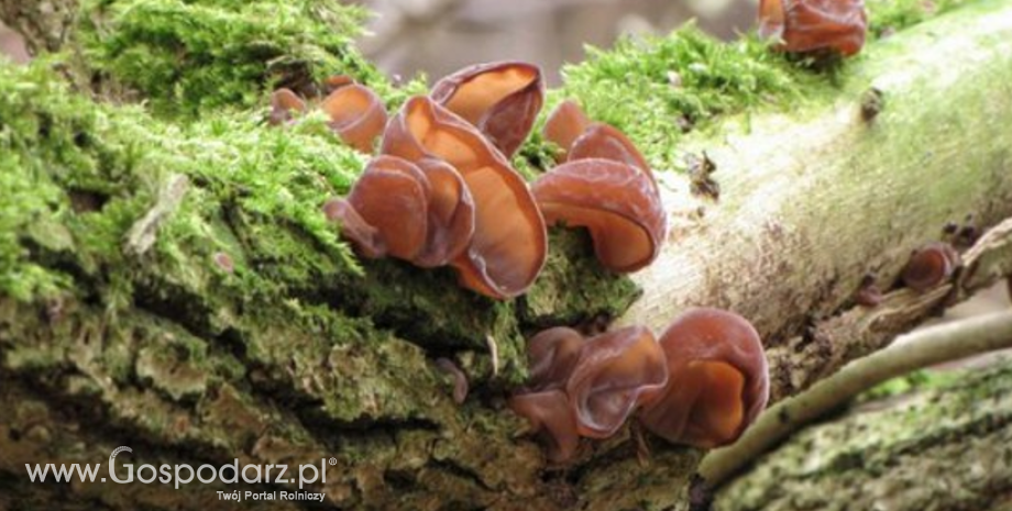 Bliski kuzyn popularnego grzybka mun w polskich lasach