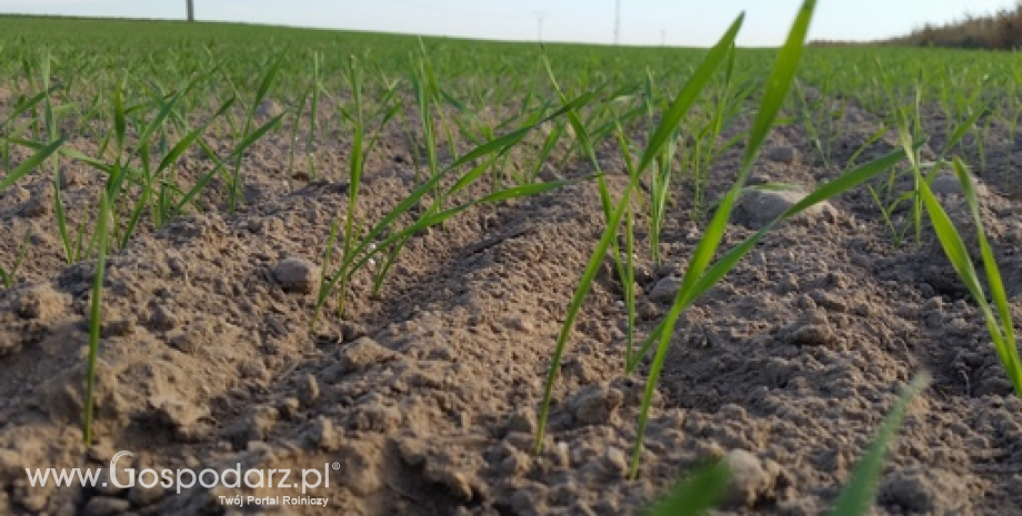 Spadek powierzchni zasiewów zbóż