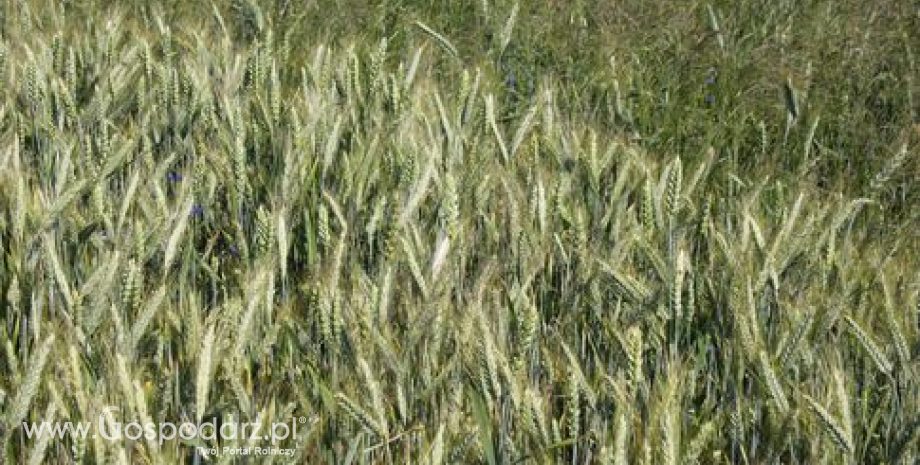 Kukurydza spadła do poziomu najniższego od połowy sierpnia. Spekulanci obstawiają dalsze spadki cen futures na zboża oraz wzrosty cen soi (21.09.2013)