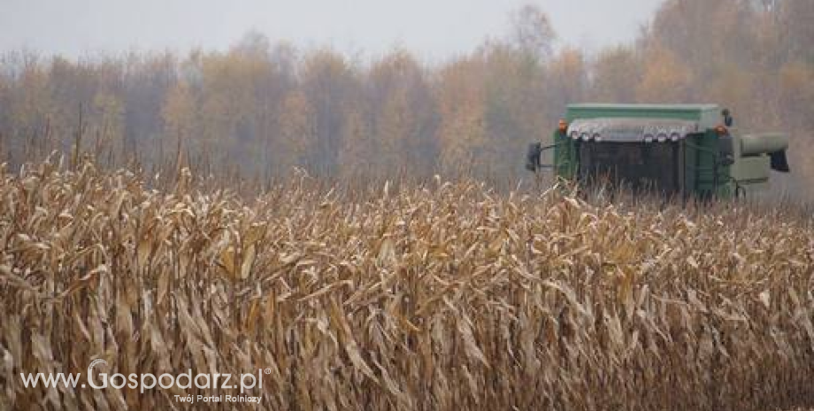 Globalne zbiory zbóż w sezonie 2017/2018 mogą być niższe od produkcji w bieżącym sezonie