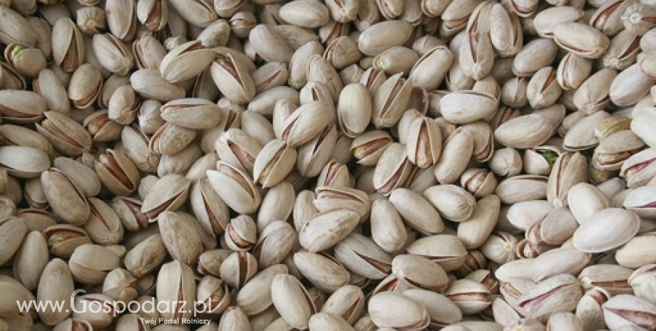 Światowe zbiory pistacji przekroczyły 600 tys. ton