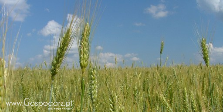 Rynek zbóż w Polsce i na świecie (15-21.06.2015)